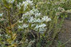 Swertia densifolia